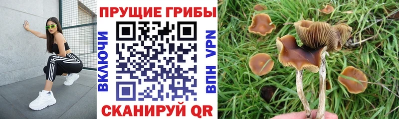 где можно купить   Нюрба  Псилоцибиновые грибы MAGIC MUSHROOMS 
